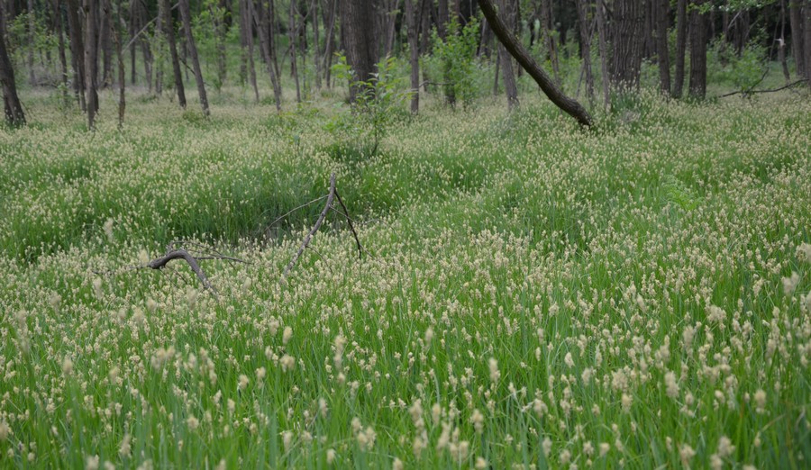 erba sottobosco - Carex sp.